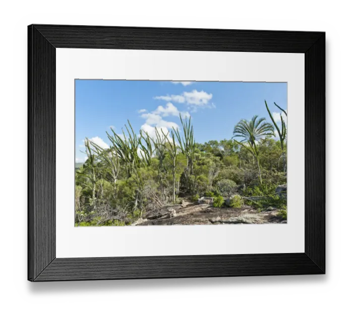 Framed Print : Tropical dry forest landscape with river and rocks, with Madagascan Ocotillo or Alluaudia -Alluaudia procera-, Didiereaceae, Andohahela National Park, near Fort-Dauphin or Tolagnaro, Madagascar Framed Print : Tropical dry forest landscape with river and rocks, with Madagascan Ocotillo or Alluaudia -Alluaudia procera-, Didiereaceae, Andohahela National Park, near Fort-Dauphin or Tolagnaro, Madagascar