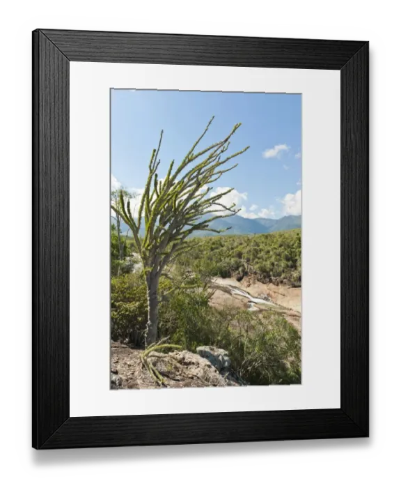 Framed Print : Tropical dry forest landscape with river and rocks, with Madagascan Ocotillo or Alluaudia -Alluaudia procera-, Didiereaceae, Andohahela National Park, near Fort-Dauphin or Tolagnaro, Madagascar Framed Print : Tropical dry forest landscape with river and rocks, with Madagascan Ocotillo or Alluaudia -Alluaudia procera-, Didiereaceae, Andohahela National Park, near Fort-Dauphin or Tolagnaro, Madagascar