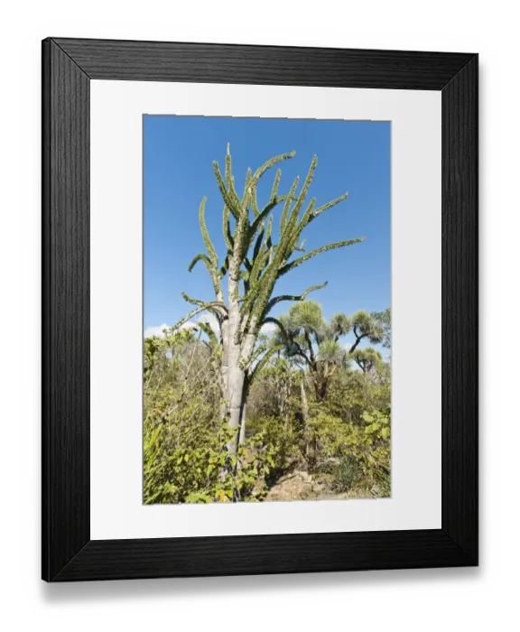 Framed Print : Madagascan Ocotillo or Alluaudia -Alluaudia procera-, Didiereaceae, Andohahela National Park, near Fort-Dauphin or Tolagnaro, Madagascar Framed Print : Madagascan Ocotillo or Alluaudia -Alluaudia procera-, Didiereaceae, Andohahela National Park, near Fort-Dauphin or Tolagnaro, Madagascar