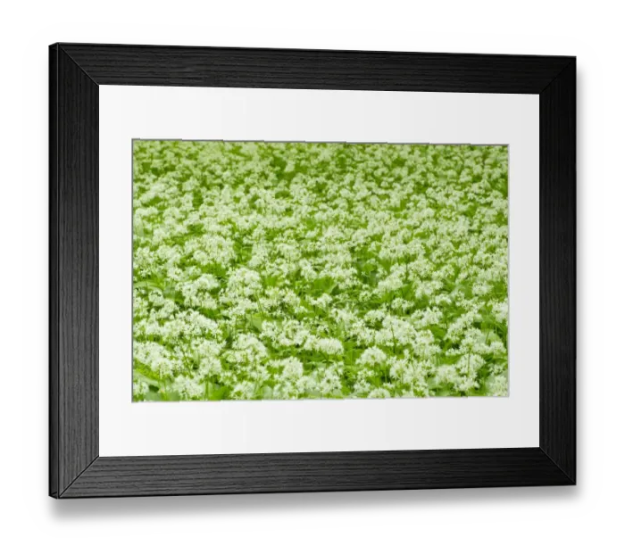 Framed Print : Ramsons or Bear Garlic -Allium ursinum-, flowering, Hainich National Park, Thuringia, Germany Framed Print : Ramsons or Bear Garlic -Allium ursinum-, flowering, Hainich National Park, Thuringia, Germany