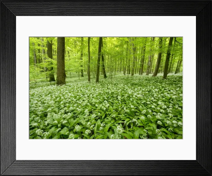 Framed Print : European Beech forest -Fagus sylvatica- with flowering Wild Garlic or Ramsons -Allium ursinum-, Hainich National Park, Thuringia, Germany Framed Print : European Beech forest -Fagus sylvatica- with flowering Wild Garlic or Ramsons -Allium ursinum-, Hainich National Park, Thuringia, Germany