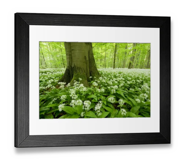 Framed Print : Ramsons -Allium ursinum- flowering, Hainich National Park, Thuringia, Germany Framed Print : Ramsons -Allium ursinum- flowering, Hainich National Park, Thuringia, Germany
