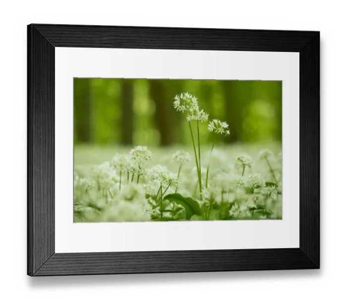 Framed Print : Ramsons -Allium ursinum- flowering, Hainich National Park, Thuringia, Germany Framed Print : Ramsons -Allium ursinum- flowering, Hainich National Park, Thuringia, Germany