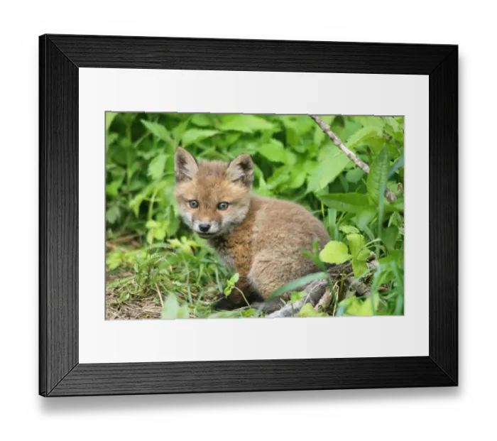 Framed Print : Red Fox -Vulpes vulpes-, fox pup, circa 7 weeks, outside the den, Allgaeu, Bavaria, Germany Framed Print : Red Fox -Vulpes vulpes-, fox pup, circa 7 weeks, outside the den, Allgaeu, Bavaria, Germany