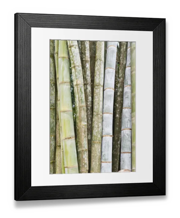 Framed Print : Bamboo, thick stems and leaves, Nahampoana Reserve, nature park, Fort-Dauphin or Tolagnaro, Madagascar Framed Print : Bamboo, thick stems and leaves, Nahampoana Reserve, nature park, Fort-Dauphin or Tolagnaro, Madagascar