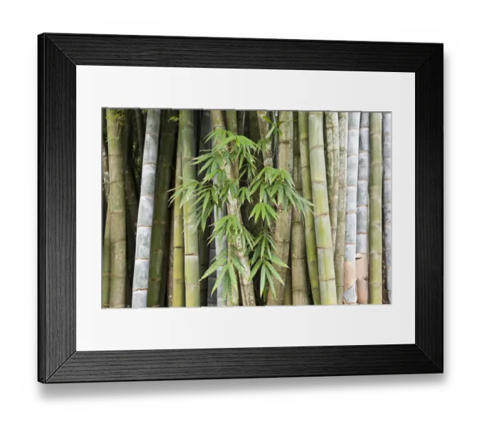 Framed Print : Bamboo, thick stems and leaves, Nahampoana Reserve, nature park, Fort-Dauphin or Tolagnaro, Madagascar Framed Print : Bamboo, thick stems and leaves, Nahampoana Reserve, nature park, Fort-Dauphin or Tolagnaro, Madagascar