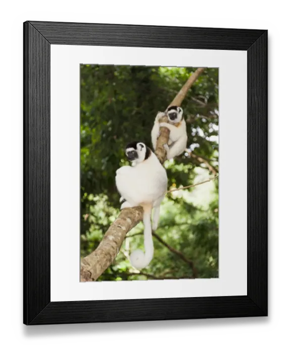 Framed Print : Two Verreauxs Sifakas -Propithecus verreauxi- sitting in a tree, Nakampoana Nature Reserve, Madagascar
