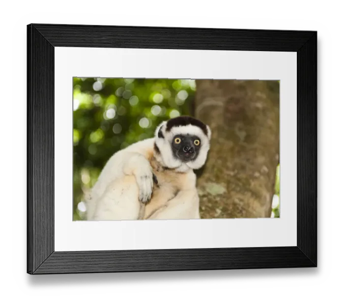Framed Print : Verreauxs Sifaka -Propithecus verreauxi-, in a tree, Nakampoana Nature Reserve, Madagascar Framed Print : Verreauxs Sifaka -Propithecus verreauxi-, in a tree, Nakampoana Nature Reserve, Madagascar