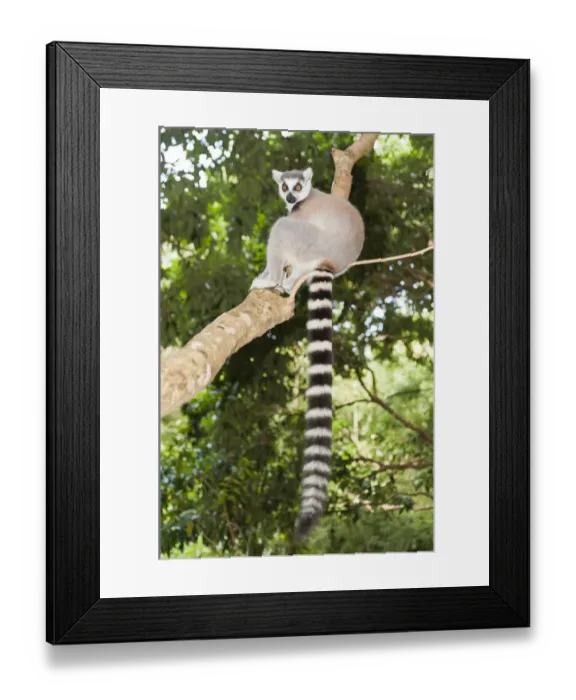 Framed Print : Ring-tailed Lemur -Lemur catta- in a tree, with a black and white striped tail, Nakampoana Nature Reserve, Madagascar Framed Print : Ring-tailed Lemur -Lemur catta- in a tree, with a black and white striped tail, Nakampoana Nature Reserve, Madagascar