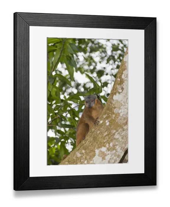 Framed Print : Collared Brown Lemur or Red-collared Lemur -Eulemur collaris- on a tree trunk, Nakampoana Nature Reserve, Madagascar Framed Print : Collared Brown Lemur or Red-collared Lemur -Eulemur collaris- on a tree trunk, Nakampoana Nature Reserve, Madagascar