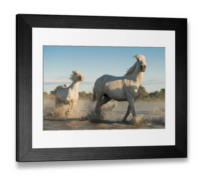 Framed Print : Camargue horses, galloping in water, Camargue, Southern France, France Framed Print : Camargue horses, galloping in water, Camargue, Southern France, France