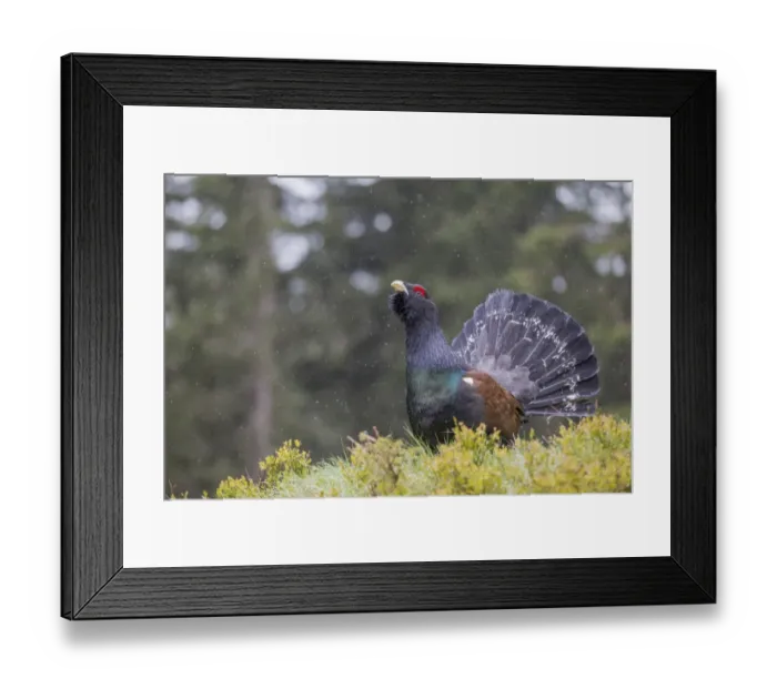 Framed Print : Capercaillie or Western Capercaillie -Tetrao urogallus-, displaying, Tyrolean Oberland, Tyrol, Austria Framed Print : Capercaillie or Western Capercaillie -Tetrao urogallus-, displaying, Tyrolean Oberland, Tyrol, Austria