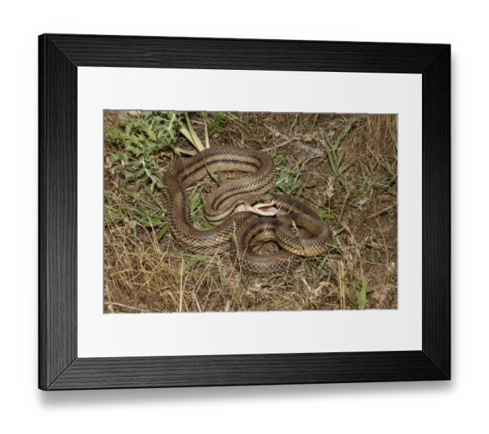 Framed Print : Four-lined Snake -Elaphe quatorlineata- in a defensive position, Lake Kerkini area, Central Macedonia, Greece
