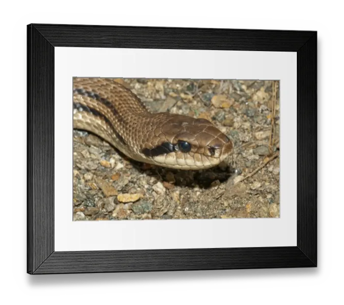 Framed Print : Four-lined Snake -Elaphe quatorlineata-, Lake Kerkini area, Central Macedonia, Greece Framed Print : Four-lined Snake -Elaphe quatorlineata-, Lake Kerkini area, Central Macedonia, Greece