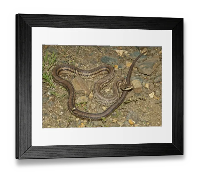 Framed Print : Four-lined Snake -Elaphe quatorlineata- basking in the sun, Kerkini-Seegebiet, Central Macedonia, Greece