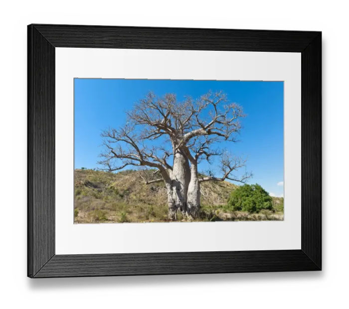 Framed Print : Solitary thick Baobab tree -Adansonia digitata- with strong branches, near Tulear or Toliara, Madagascar Framed Print : Solitary thick Baobab tree -Adansonia digitata- with strong branches, near Tulear or Toliara, Madagascar