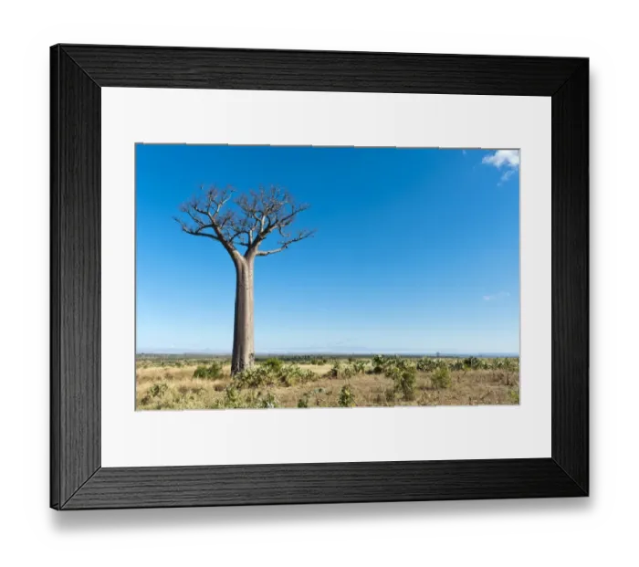Framed Print : Solitary tall Baobab tree -Adansonia digitata-, vast landscape near Tulear or Toliara, Madagascar Framed Print : Solitary tall Baobab tree -Adansonia digitata-, vast landscape near Tulear or Toliara, Madagascar