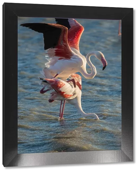 Flamingos -Phoenicopteridae-, mating, Camargue, Southern France, France