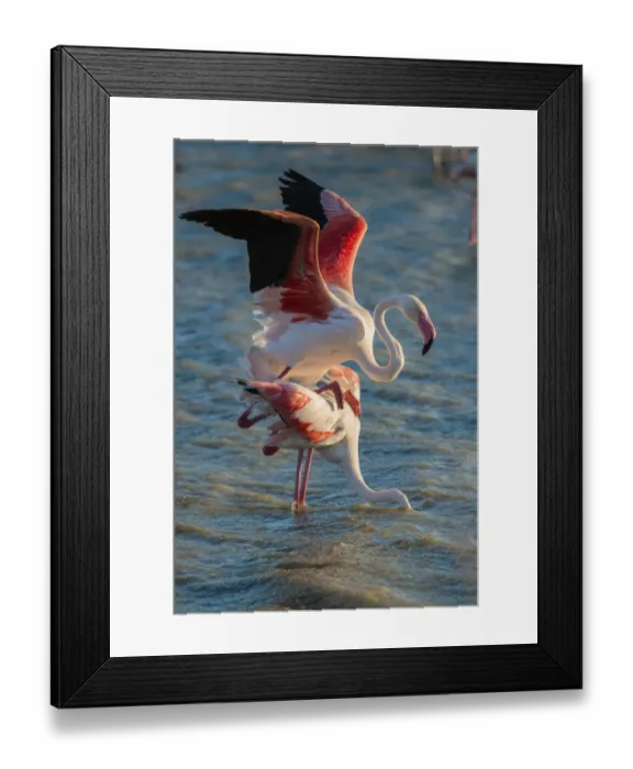 Framed Print : Flamingos -Phoenicopteridae-, mating, Camargue, Southern France, France Framed Print : Flamingos -Phoenicopteridae-, mating, Camargue, Southern France, France