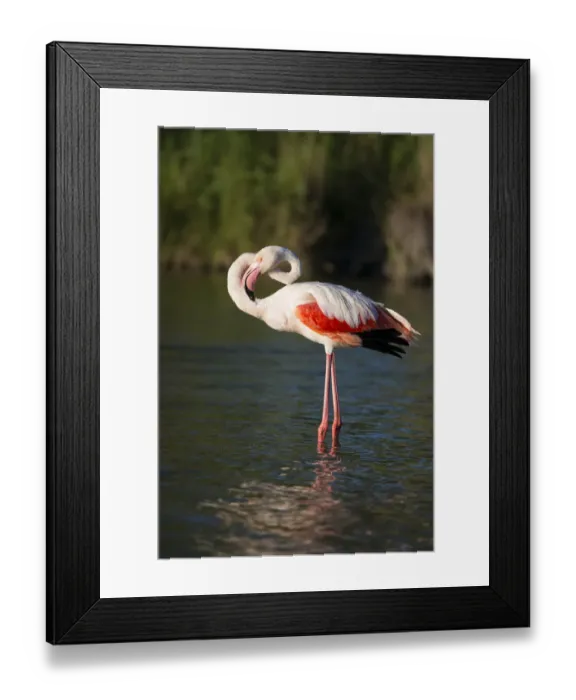 Framed Print : Flamingo -Phoenicopteridae-, standing in water, Camargue, Southern France, France Framed Print : Flamingo -Phoenicopteridae-, standing in water, Camargue, Southern France, France