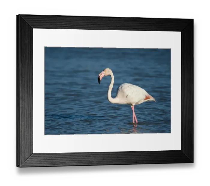 Framed Print : Flamingo -Phoenicopteridae-, standing in water, Camargue, Southern France, France Framed Print : Flamingo -Phoenicopteridae-, standing in water, Camargue, Southern France, France