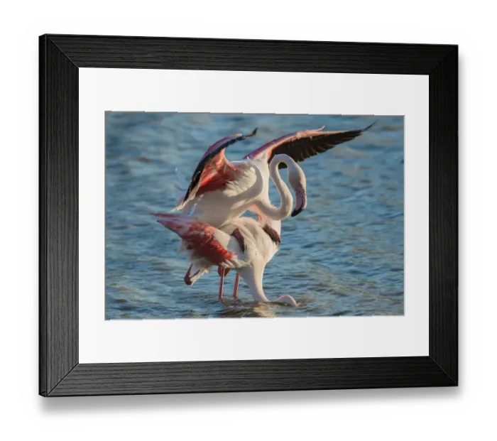 Framed Print : Greater Flamingo -Phoenicopterus roseus-, pair mating, copula, Camargue, Southern France, France Framed Print : Greater Flamingo -Phoenicopterus roseus-, pair mating, copula, Camargue, Southern France, France