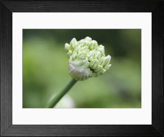 Framed Print : Bud of Black Garlic or Flowering Onion -Allium nigrum-, North Rhine-Westphalia, Germany Framed Print : Bud of Black Garlic or Flowering Onion -Allium nigrum-, North Rhine-Westphalia, Germany