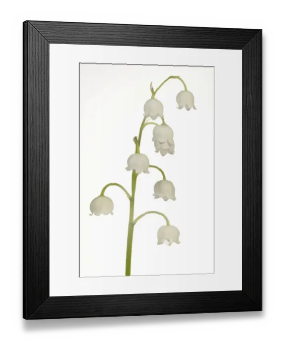 Framed Print : Lily of the Valley -Convallaria majalis-, Stuttgart, Baden-Wurttemberg, Germany Framed Print : Lily of the Valley -Convallaria majalis-, Stuttgart, Baden-Wurttemberg, Germany