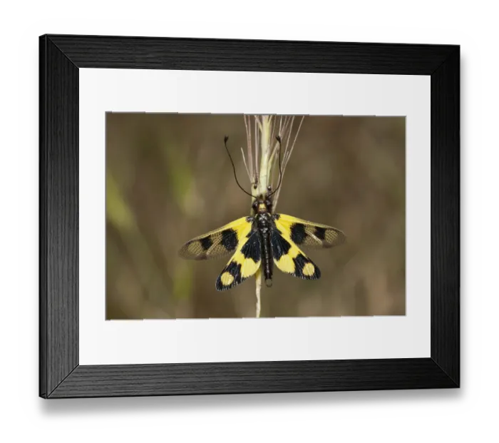Framed Print : Diurnal Owlfly -Libelloides macaronius-, open wing position, Palaiokastro, Serres, Macedonia, Greece Framed Print : Diurnal Owlfly -Libelloides macaronius-, open wing position, Palaiokastro, Serres, Macedonia, Greece