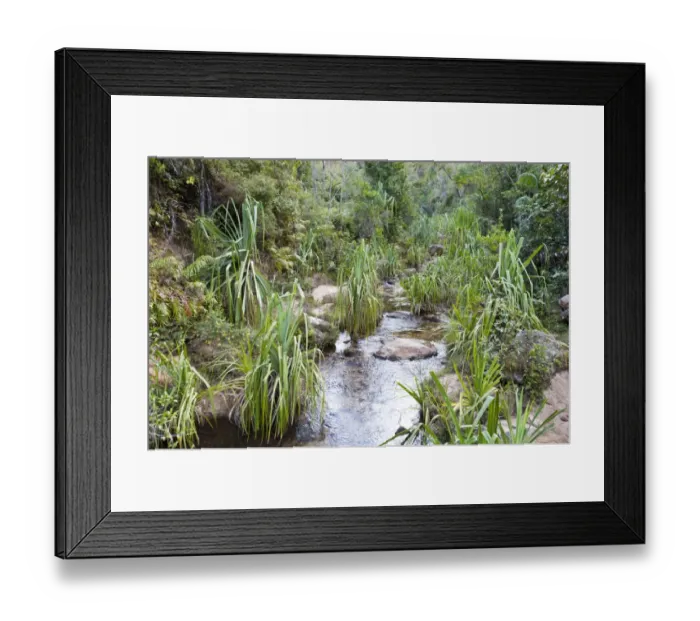 Framed Print : Plants in rocky creek bed, Namaza Canyon, Isalo National Park, at Ranohira, Madagascar
