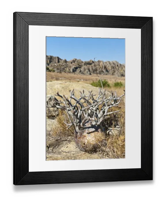 Framed Print : Elephants Foot Plant -Pachypodium rosulatum-, Isalo National Park, at Ranohira, Madagascar Framed Print : Elephants Foot Plant -Pachypodium rosulatum-, Isalo National Park, at Ranohira, Madagascar
