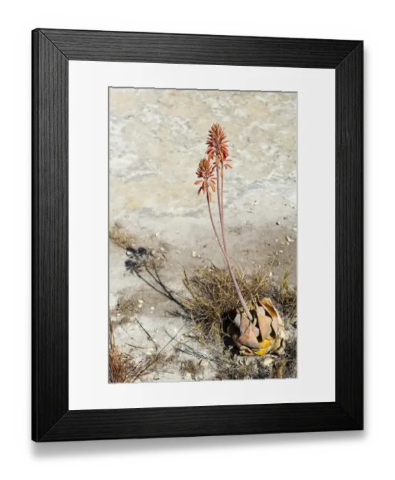 Framed Print : Red flowers -Aloe isaloensis-, Isalo National Park, at Ranohira, Madagascar Framed Print : Red flowers -Aloe isaloensis-, Isalo National Park, at Ranohira, Madagascar