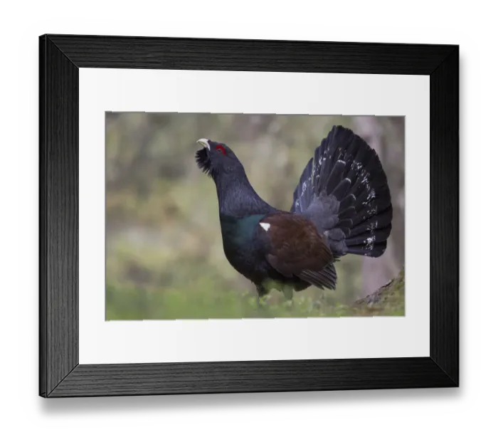 Framed Print : Capercaillie or Western Capercaillie -Tetrao urogallus-, displaying, Tyrolean Oberland, Tyrol, Austria Framed Print : Capercaillie or Western Capercaillie -Tetrao urogallus-, displaying, Tyrolean Oberland, Tyrol, Austria