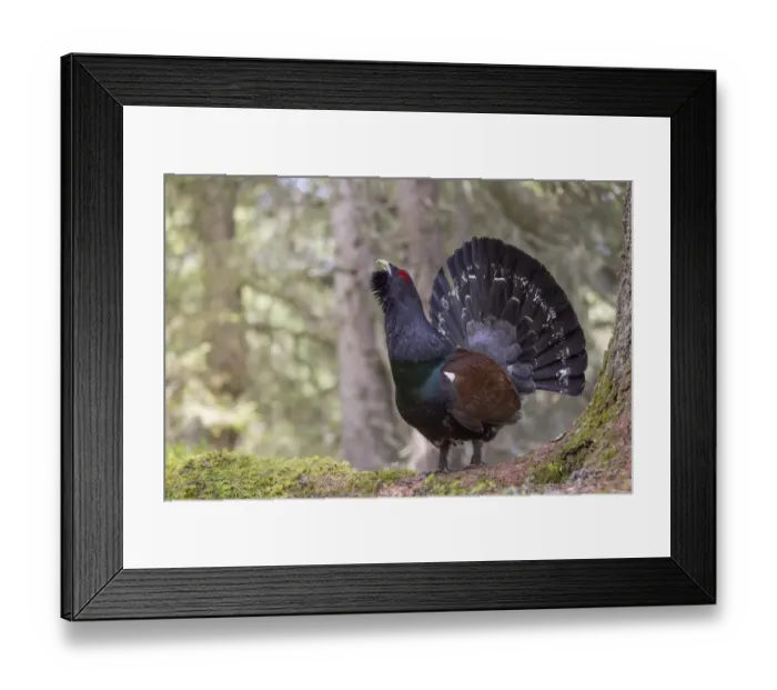 Framed Print : Capercaillie or Western Capercaillie -Tetrao urogallus-, displaying, Tyrolean Oberland, Tyrol, Austria Framed Print : Capercaillie or Western Capercaillie -Tetrao urogallus-, displaying, Tyrolean Oberland, Tyrol, Austria