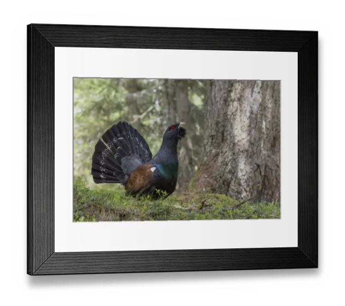 Framed Print : Capercaillie or Western Capercaillie -Tetrao urogallus-, displaying, Tyrolean Oberland, Tyrol, Austria Framed Print : Capercaillie or Western Capercaillie -Tetrao urogallus-, displaying, Tyrolean Oberland, Tyrol, Austria