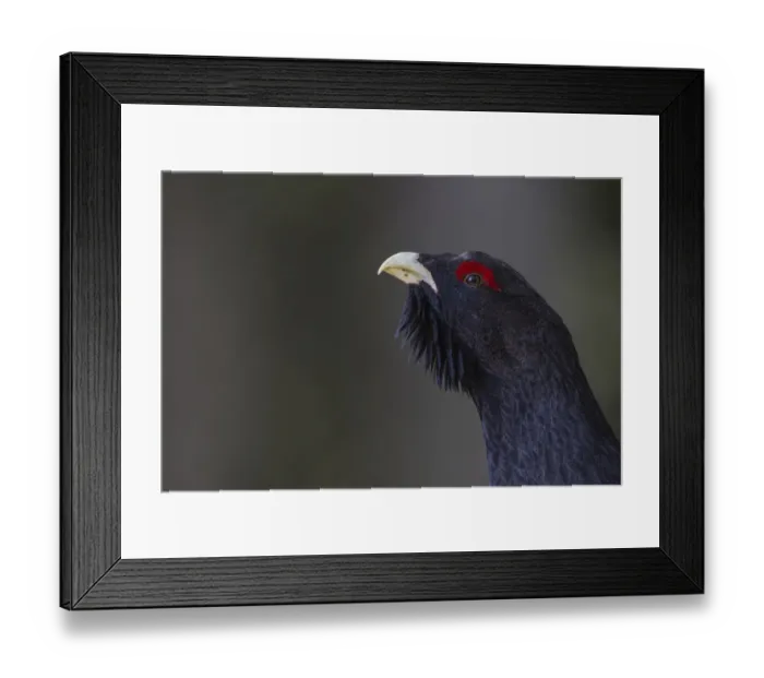 Framed Print : Capercaillie or Western Capercaillie -Tetrao urogallus-, displaying, Tyrolean Oberland, Tyrol, Austria Framed Print : Capercaillie or Western Capercaillie -Tetrao urogallus-, displaying, Tyrolean Oberland, Tyrol, Austria
