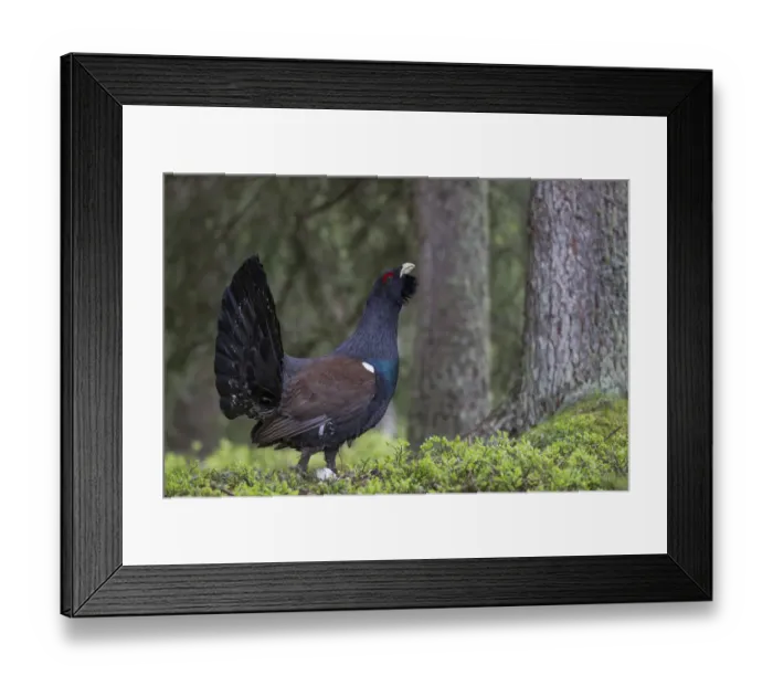 Framed Print : Capercaillie or Western Capercaillie -Tetrao urogallus-, displaying, Tyrolean Oberland, Tyrol, Austria Framed Print : Capercaillie or Western Capercaillie -Tetrao urogallus-, displaying, Tyrolean Oberland, Tyrol, Austria