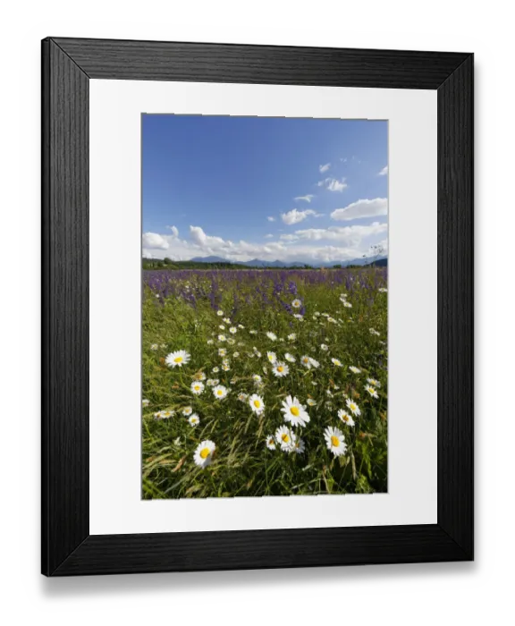 Framed Print : Flower meadow with Daisies -Leucanthemum- and Meadow Sage -Salvia pratensis-, Volkermarkt, Carinthia, Austria