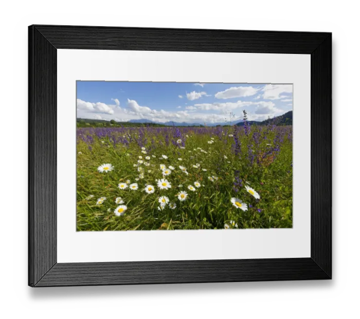 Framed Print : Flower meadow with Daisies -Leucanthemum- and Meadow Sage -Salvia pratensis-, Volkermarkt, Carinthia, Austria Framed Print : Flower meadow with Daisies -Leucanthemum- and Meadow Sage -Salvia pratensis-, Volkermarkt, Carinthia, Austria