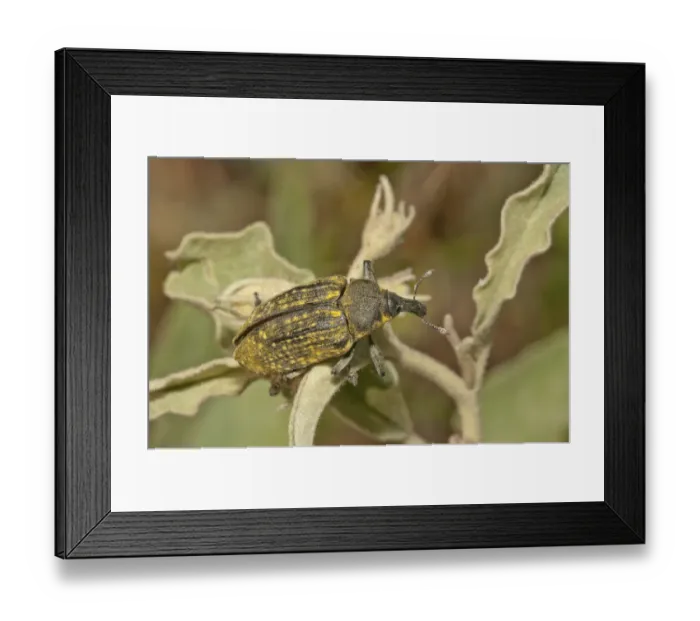 Framed Print : Elongated Bean Weevil or Snout Beetle -Lixus algirus-, Palaiokastro, Serres, Macedonia, Greece Framed Print : Elongated Bean Weevil or Snout Beetle -Lixus algirus-, Palaiokastro, Serres, Macedonia, Greece