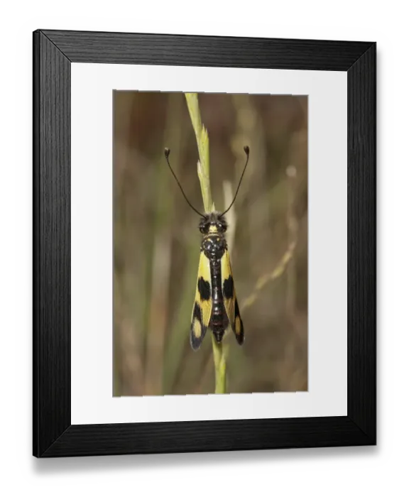 Framed Print : Diurnal Owlfly -Libelloides macaronius-, closed wing position, Palaiokastro, Macedonia, Greece Framed Print : Diurnal Owlfly -Libelloides macaronius-, closed wing position, Palaiokastro, Macedonia, Greece