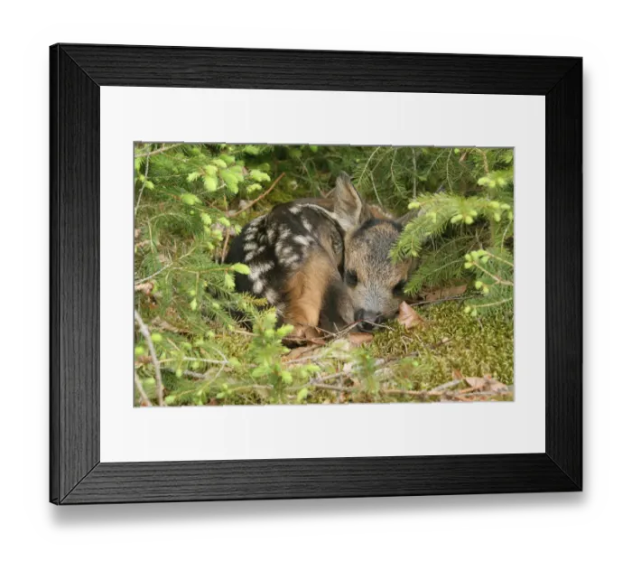 Framed Print : Roe Deer -Capreolus capreolus- fawn, a few days old, Allgau, Bavaria, Germany Framed Print : Roe Deer -Capreolus capreolus- fawn, a few days old, Allgau, Bavaria, Germany