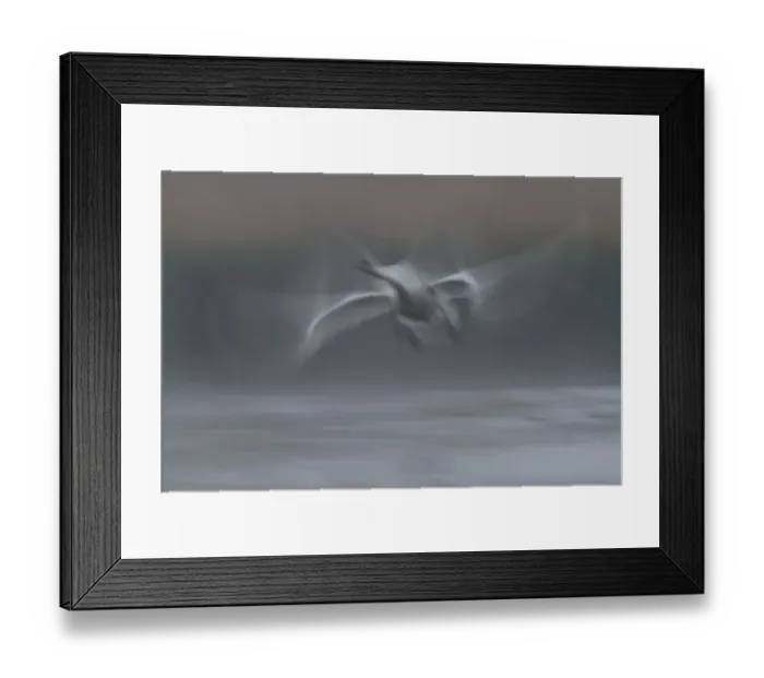 Framed Print : Mute Swan -Cygnus olor-, starting, morning mist, Mecklenburg-Western Pomerania, Germany Framed Print : Mute Swan -Cygnus olor-, starting, morning mist, Mecklenburg-Western Pomerania, Germany