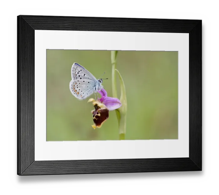 Framed Print : Common Blue -Polyommatus icarus- perched on a Late Spider Orchid -Ophrys fuciflora-, North Hesse, Hesse, Germany Framed Print : Common Blue -Polyommatus icarus- perched on a Late Spider Orchid -Ophrys fuciflora-, North Hesse, Hesse, Germany