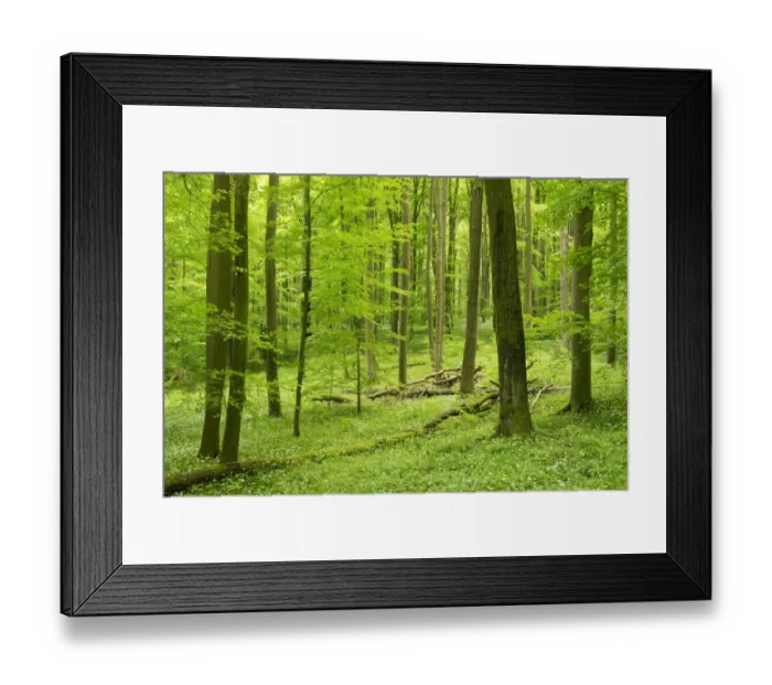 Framed Print : European Beech or Common Beech forest -Fagus sylvatica- in spring, Hainich National Park, Thuringia, Germany Framed Print : European Beech or Common Beech forest -Fagus sylvatica- in spring, Hainich National Park, Thuringia, Germany