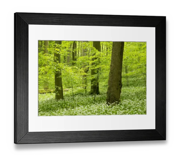 Framed Print : European Beech or Common Beech forest -Fagus sylvatica- with flowering Wild Garlic -Allium ursinum-, Hainich National Park, Thuringia, Germany Framed Print : European Beech or Common Beech forest -Fagus sylvatica- with flowering Wild Garlic -Allium ursinum-, Hainich National Park, Thuringia, Germany