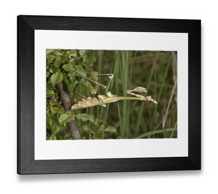 Framed Print : Conehead Mantis -Empusa pennata- in a waiting position, Lake Kerkini, Kerkini, Central Macedonia, Greece
