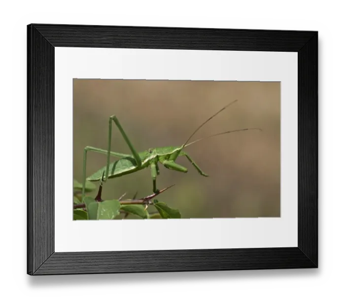 Framed Print : Greek Magician -Saga hellenica-, male, Lake Kerkini, Kerkini, Central Macedonia, Greece Framed Print : Greek Magician -Saga hellenica-, male, Lake Kerkini, Kerkini, Central Macedonia, Greece