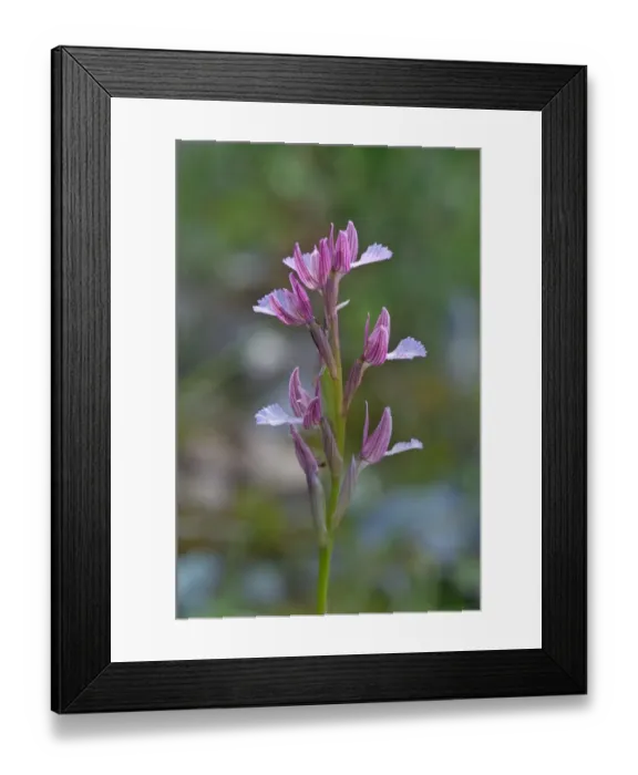 Framed Print : Butterfly Orchid -Orchis papilionacea-, Kerkini, Central Macedonia, Greece Framed Print : Butterfly Orchid -Orchis papilionacea-, Kerkini, Central Macedonia, Greece