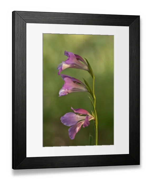 Framed Print : Italian Gladiolus, Field Gladiolus or Common Sword-lily -Gladiolus italicus-, Kerkini, Central Macedonia, Greece Framed Print : Italian Gladiolus, Field Gladiolus or Common Sword-lily -Gladiolus italicus-, Kerkini, Central Macedonia, Greece